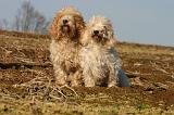 PTIT BASSET GRIFFON V.  044